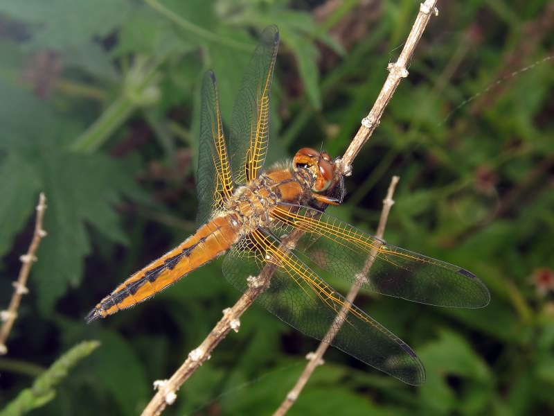 Libellula fulva Müller, 1764